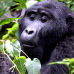 When to visit Uganda