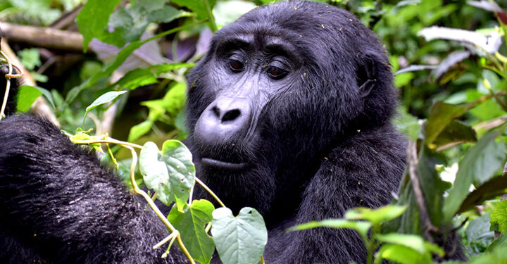 When to visit Uganda