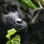 Gorilla trekking