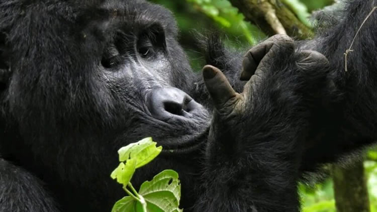 Gorilla trekking