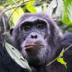 Chimpanzees in Uganda