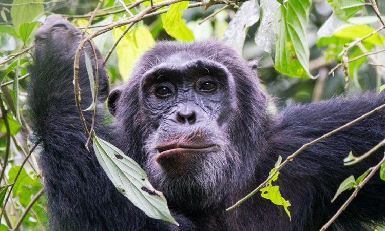 Chimpanzees in Uganda