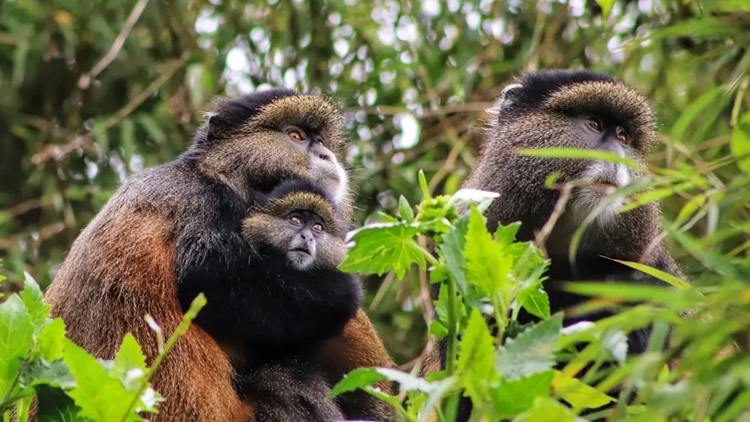 Golden trekking in Mgahinga National Park