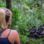 Gorilla Habituation Experience
