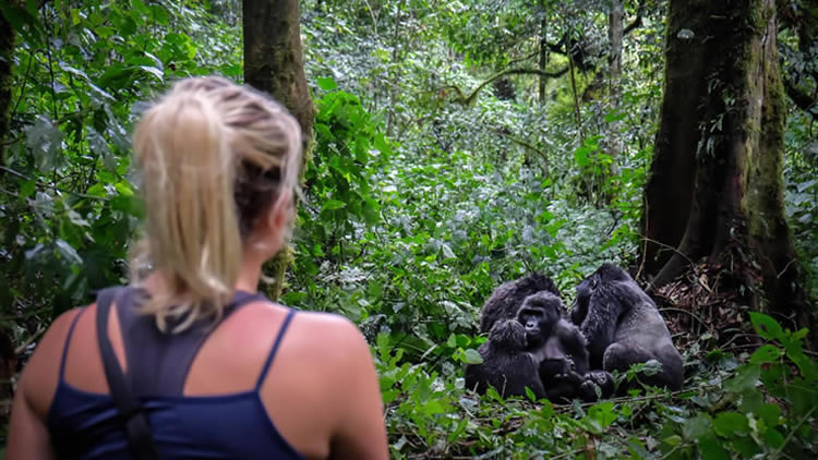Gorilla Habituation Experience