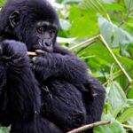 Mountain Gorillas in Uganda