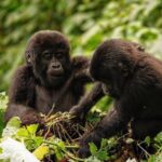 Gorilla Families in Uganda