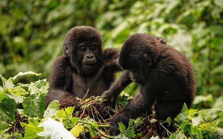 Gorilla Families in Uganda