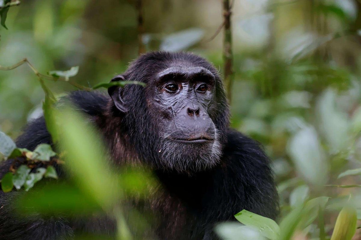 chimpanzee trekking.