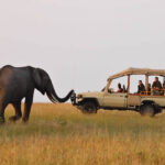Safari Game Drives