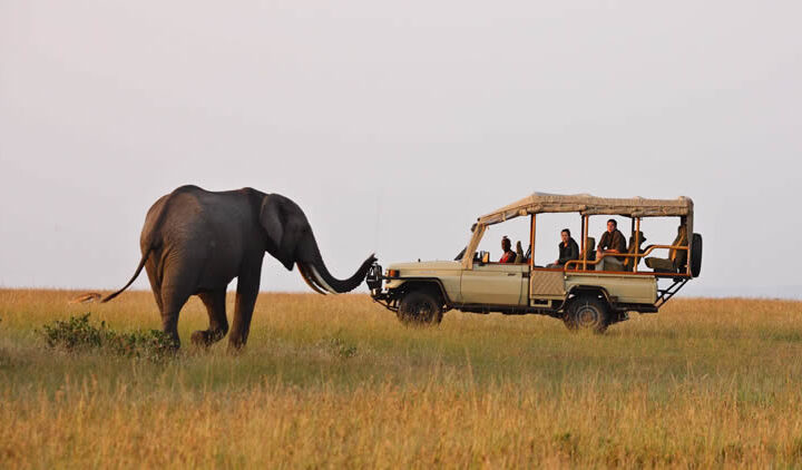 Safari Game Drives