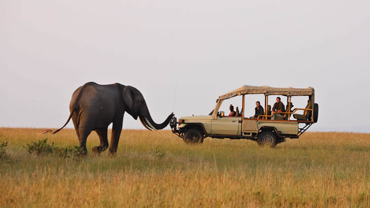 Safari Game Drives