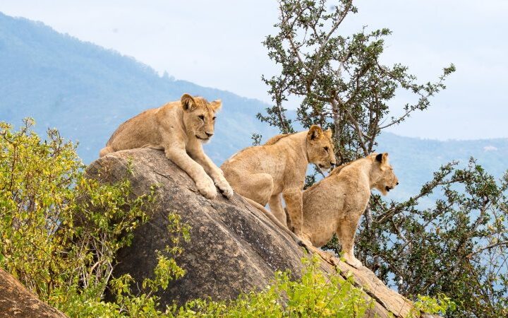 National parks in Uganda