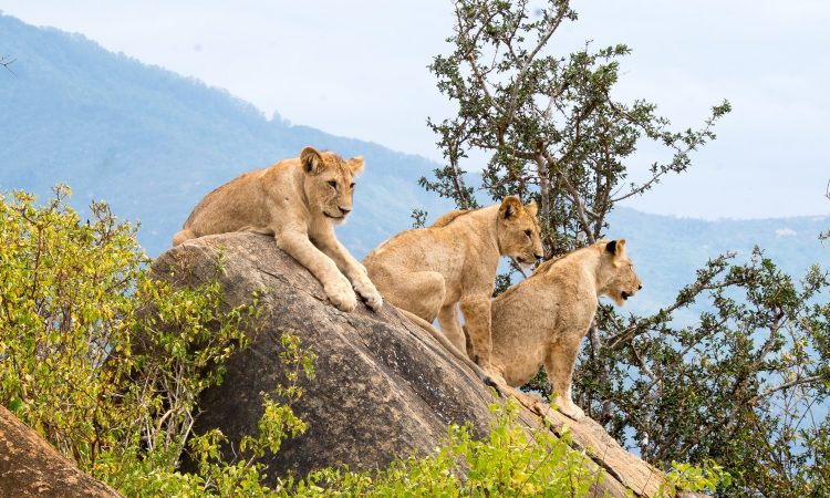 National parks in Uganda