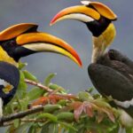 Birds of Uganda