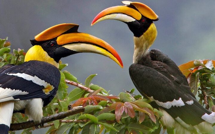 Birds of Uganda