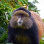 Golden monkeys in Uganda