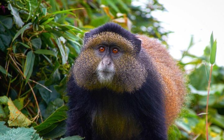 Golden monkeys in Uganda
