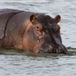 Uganda's aquatic animals