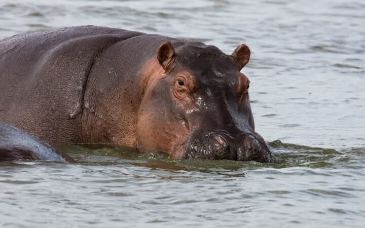 Uganda's aquatic animals